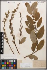 Foto von Salix caprea L. x Salix nigricans Sm.